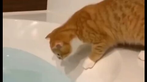 ❤️Funny Cat FALLS IN THE WATER❤️