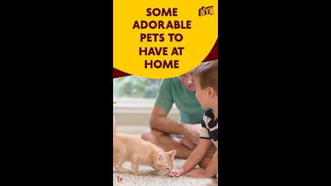 Top 4 Best Pets To Have At Home *