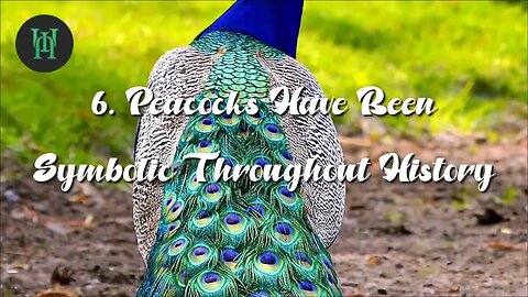 11 Interesting Peacock Facts