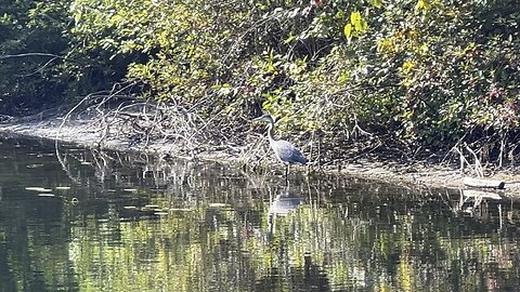 Great Blue Heron at Centre Island