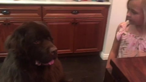 Little girl interprets her giant Newfoundland’s demands