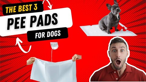 Top 3 Best Pee Pads For Dogs Review In 2022 | Leak-proof 5-Layer Pee Pads with Quick-dry Surface