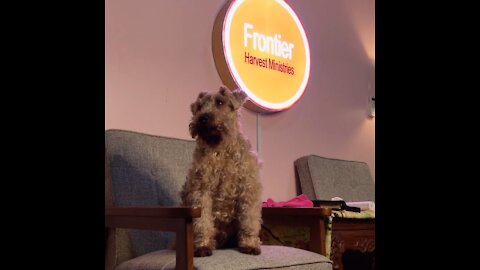 Oscar the mini Welsh Terrier in studio