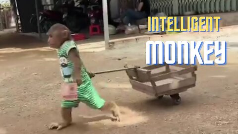 An intelligent monkey_2023