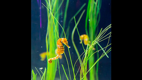 Seahorses for Sale and How to Care for Them