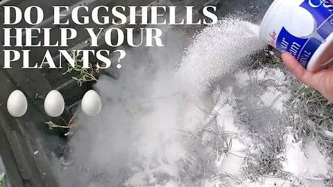 Do eggshells help your plants?