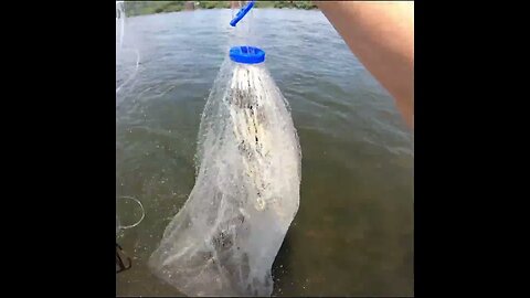 Cast netting Bait