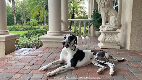 Great Dane Loves Watching And Playing In The Florida Rain