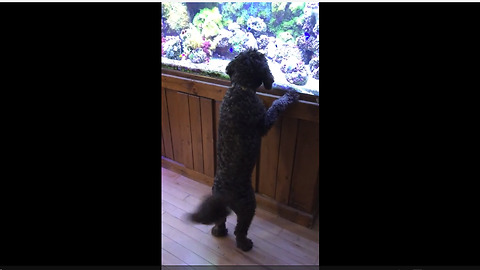 British Cockapoo totally fascinated by aquarium fish