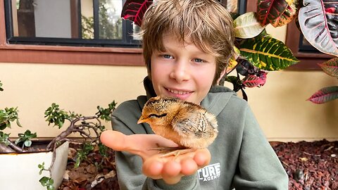 Rescuing and Caring for Lost Baby Chicks!