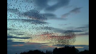 Flock of thousands of starlings flying in unison