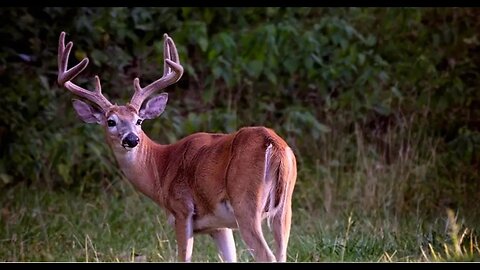 Glassed a big buck now what?