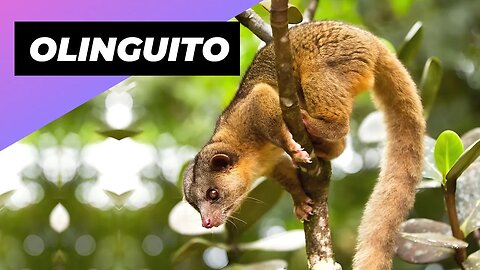 Olinguito 🐻 One Of The Cutest And Most Exotic Animals In The World #shorts