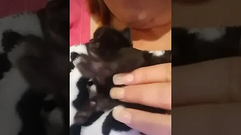 Tiny kitten snuggles