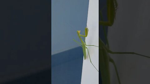 Praying Mantis | My Balcony Phnom Penh Cambodia 🇰🇭 #shorts #cambodia #phnompenh