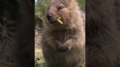 Cute funny Quokka -129