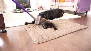 Dog And Cat Absolutely Love Getting Vacuumed