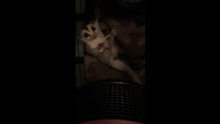 Cute Sugar Glider Grooming (Bath Time)