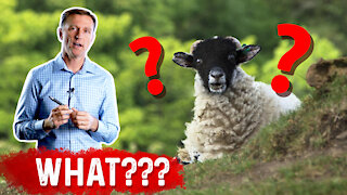 Vitamin D Comes From Sheep's Wool: WHAT???