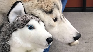 Husky loves his stuffed animal, treats it like real puppy