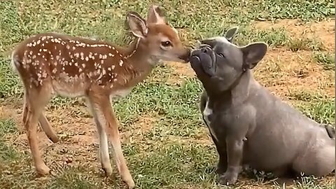 Best Of The Funny Animal Videos - New Funniest Cats And Dogs Videos #157