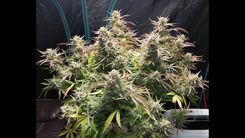 Girl Scout Cookies Extreme Auto Harvest. 8 Weeks In Flower #ILGM #MarsHydro