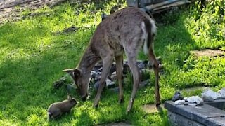 Super friendly rabbit incredibly plays with wild deer