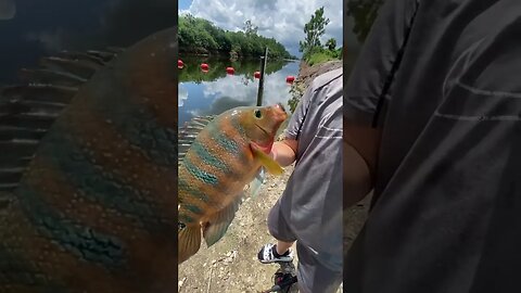 Mayan Cichlid from the canal!