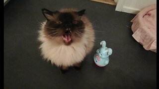 Half blind Ragdoll plays with baby toy