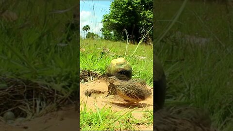 Amazing Unique Bird Trap//Quail Trap #shorts