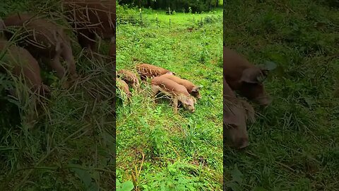 Hereford Piglets Foraging @UncleTimsFarm #kärnəvór #carnivore #shorts #hereford #freerangepigs