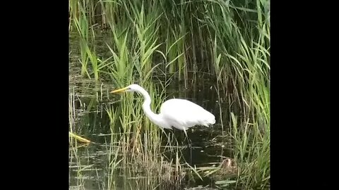 The Great White Egret #animals #wildlife #nature #subscribe #shorts #new #shortsvideo #shortsfeed