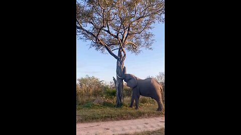 Elephants Genius Move Shaking Tree To Get Fruit