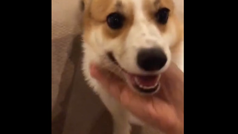 Hyperactive corgi has epic case of the zoomies