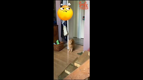 New Funny Videos 2024 😍 Funniest Cats & Dogs Videos🐶😹