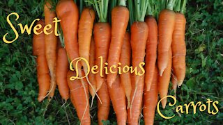 How to grow carrots