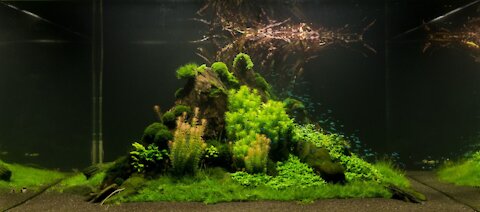 Aquascape Tutorial - The Making Of Self Sustainable, 360 Degree View Aquarium