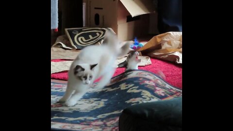 3 Kittens make a new and funny game with a rug