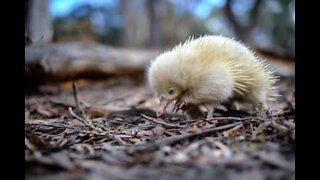 Sjeldent albino-pattedyr sett i Australia