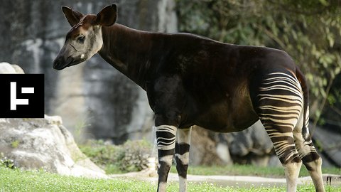 Top 10 Weird-Looking Creatures You’ve Never Seen Before