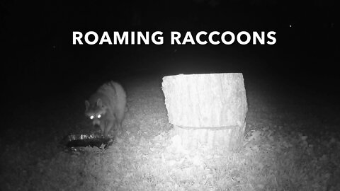 Roaming Raccoons