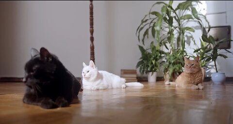 Funny cats shaking theri heads