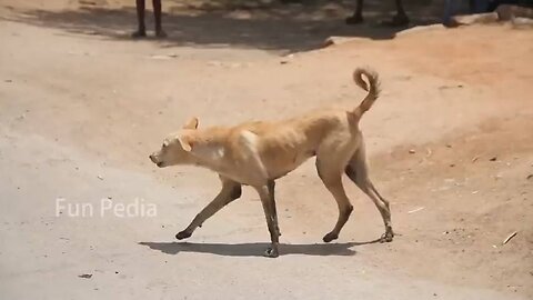 Fake Big Lion Prank Dog Jumping Funny Video Can Not Stop Laugh Must Watch New Comedy Video