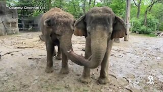 Cincinnati Zoo's social media videos comfort viewers thousands of miles away