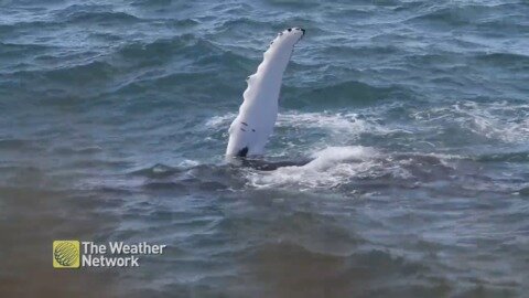 Not a lot of places give you a whale show like this from land