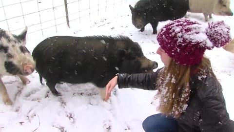 TMP Pot Belly Pigs Sanctuary Britta