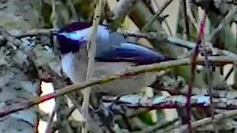 IECV NV #182 - 👀 Chickadee In The Tree 2-11-2016