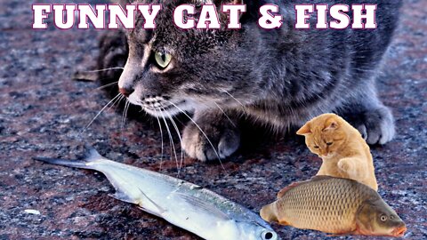 cat fish toy videos | Funny cat Video