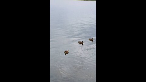 Swimming the ducks