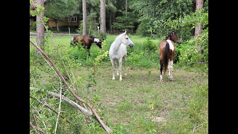 Horse Neighs